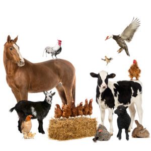 Dieren